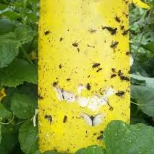 Insect Glue Trap